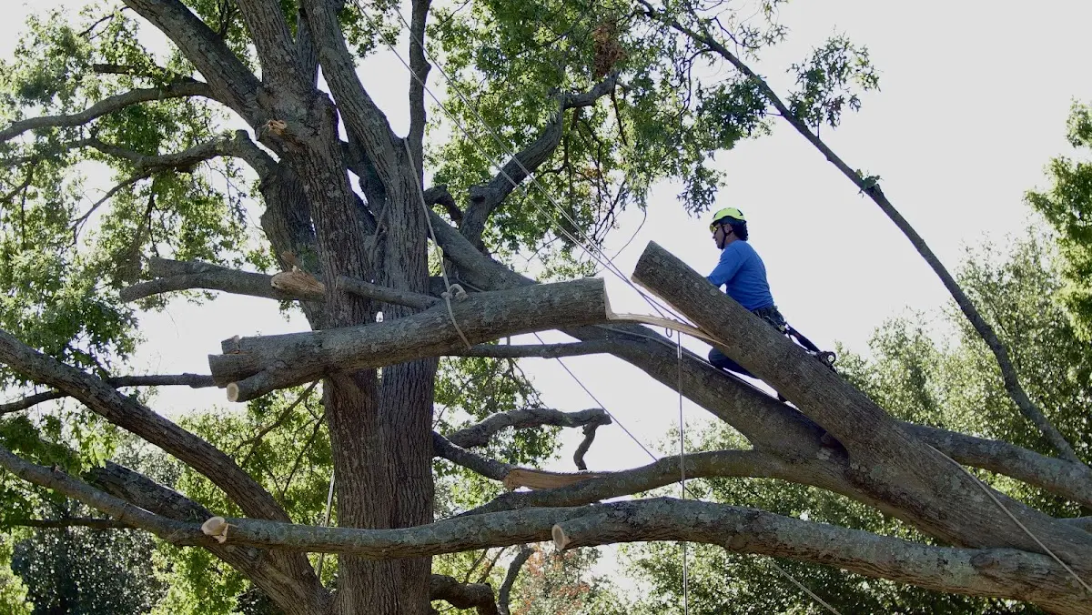 Professional Hazardous Tree Removal performed by certified arborists in Prairie City