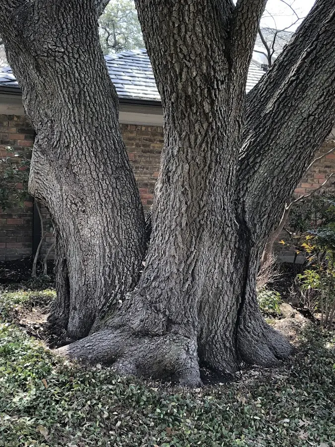 Mature heritage tree close to a Prairie City property cared for by certified arborists
